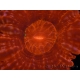 WYSIWYG Cynarina lacrymalis Ultra Red 3 (6 cm)