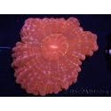 WYSIWYG Cynarina lacrymalis Ultra Red 3 (6 cm)