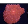 WYSIWYG Cynarina lacrymalis Ultra Red 3 (6 cm)