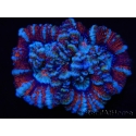 WYSIWYG Australophyllia wilsoni 16 (5 cm)