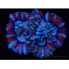 WYSIWYG Australophyllia wilsoni 16 (5 cm)