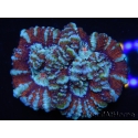 WYSIWYG Australophyllia wilsoni 16 (5 cm)