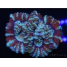 WYSIWYG Australophyllia wilsoni 16 (5 cm)