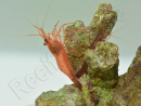 Lysmata wurdemanni Elevage France RAH 1,5-3 cm
