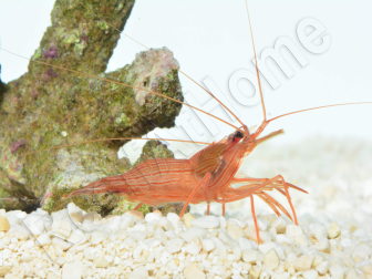 Lysmata wurdemann i Élevage  France 2-3 cm RAH
