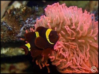 Premnas epigrammata