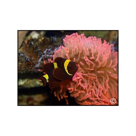 Premnas epigrammata