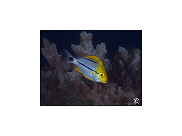 Anisotremus virginicus