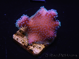 WYSIWYG-Stylophora Pink Blue Polyps 1J4