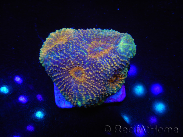WYSIWYG Acanthastrea subechinata 12J6