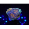 WYSIWYG Acanthastrea subechinata 12J6
