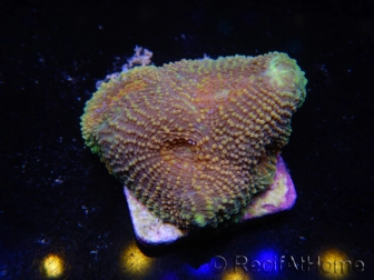 WYSIWYG Acanthastrea subechinata 12J6