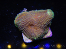 WYSIWYG Acanthastrea subechinata 12J6