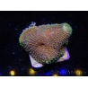 WYSIWYG Acanthastrea subechinata 12J6
