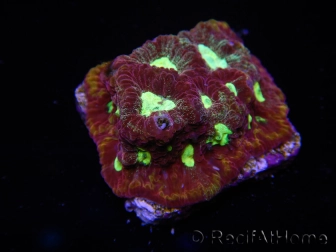 WYSIWYG Favia Redsplash 12Q3