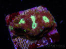 WYSIWYG Favia Redsplash 12Q4