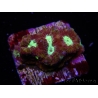WYSIWYG Favia Redsplash 12Q4