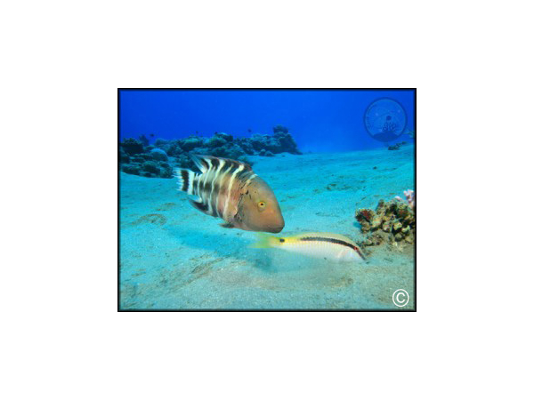 Parupeneus  forsskalii