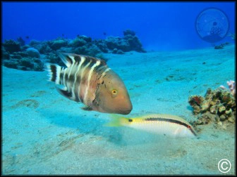 Parupeneus  forsskalii