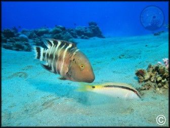 Parupeneus  forsskalii
