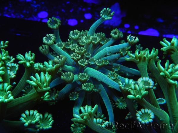 WYSIWYG Alveopora Jungle Vine 17B1