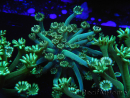 WYSIWYG Alveopora Jungle Vine 17B1