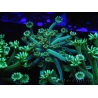 WYSIWYG Alveopora Jungle Vine 17B1