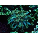 WYSIWYG Alveopora Jungle Vine 17B2