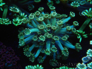 WYSIWYG Alveopora Jungle Vine 17B2