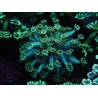 WYSIWYG Alveopora Jungle Vine 17B2