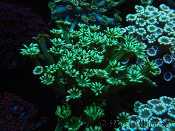 WYSIWYG Alveopora Jungle Vine 17B4