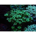 WYSIWYG Alveopora Jungle Vine 17B4