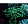 WYSIWYG Alveopora Jungle Vine 17B4