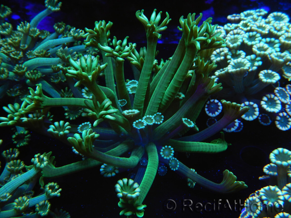 WYSIWYG Alveopora Metalic Green 17B6