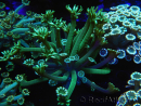 WYSIWYG Alveopora Metalic Green 17B6