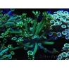WYSIWYG Alveopora Metalic Green 17B6