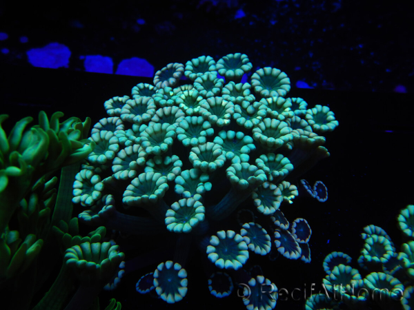 WYSIWYG Alveopora Blue Stem 17C4