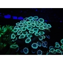 WYSIWYG Alveopora Blue Stem 17C4