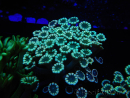 WYSIWYG Alveopora Blue Stem 17C4