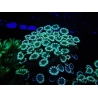 WYSIWYG Alveopora Blue Stem 17C4