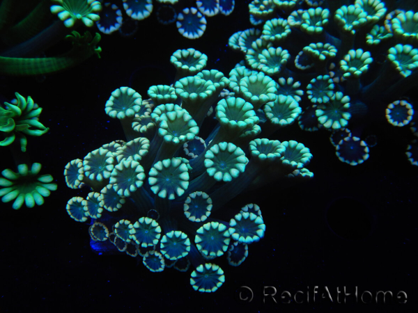 WYSIWYG Alveopora Molly Dream 17C5