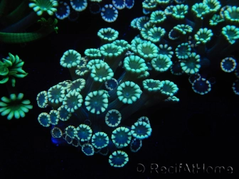 WYSIWYG Alveopora Molly Dream 17C5