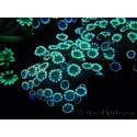 WYSIWYG Alveopora Molly Dream 17C5
