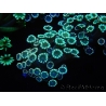 WYSIWYG Alveopora Molly Dream 17C5
