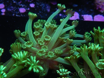 WYSIWYG Alveopora Jungle Vine 17B1