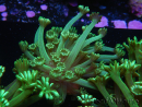 WYSIWYG Alveopora Jungle Vine 17B1