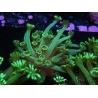 WYSIWYG Alveopora Jungle Vine 17B1