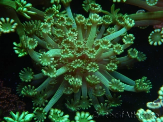 WYSIWYG Alveopora Jungle Vine 17B2