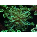 WYSIWYG Alveopora Jungle Vine 17B2
