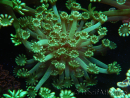 WYSIWYG Alveopora Jungle Vine 17B2